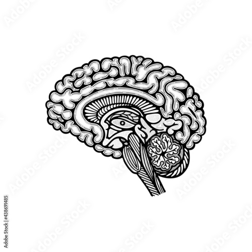 Brain side view cross section. Human brain cross cut vintage style, hand drawn vector illustration. Brain engraving style drawing. Part of set.