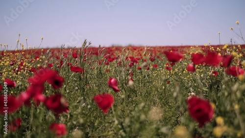 Poppy flowers field, red nature, camera movement, closeup 4K photo