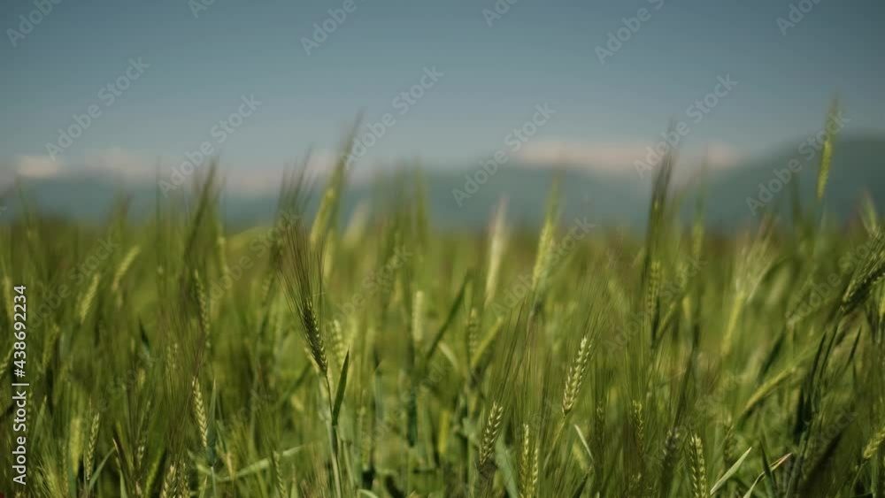 Green wheat stalks blow in the wind. Natural Wheat field. Beautiful nature wheat field with clouds in sunny day. Green wheat stalks blow in the wind. Natural Wheat field. Beautiful nature wheat field with clouds in sunny day.