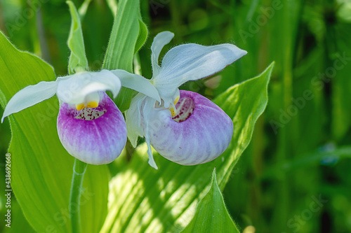 Fotografija Closeup image of pink Showy Lady's-slipper flowers