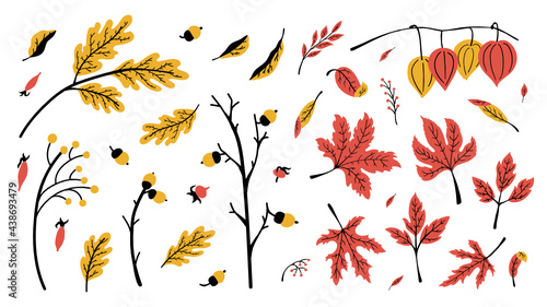 Set of autumn leaves, oak and maple, branches and acorns, rose hips, physalis in yellow, red and black colors. Hand-drawn illustrations in flat style. For autumn decorations. Isolated on white.