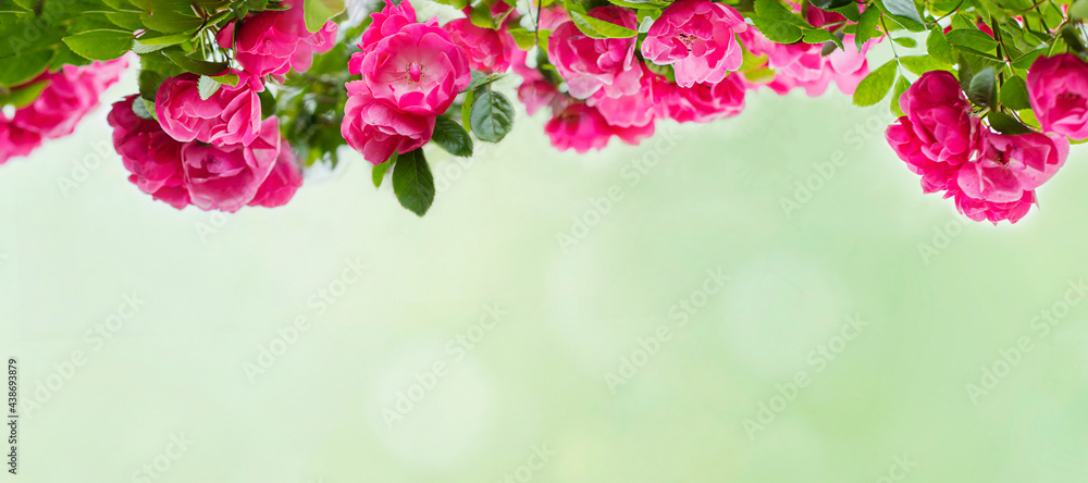 Blooming bush of roses on green background with bokeh. Summer concept background