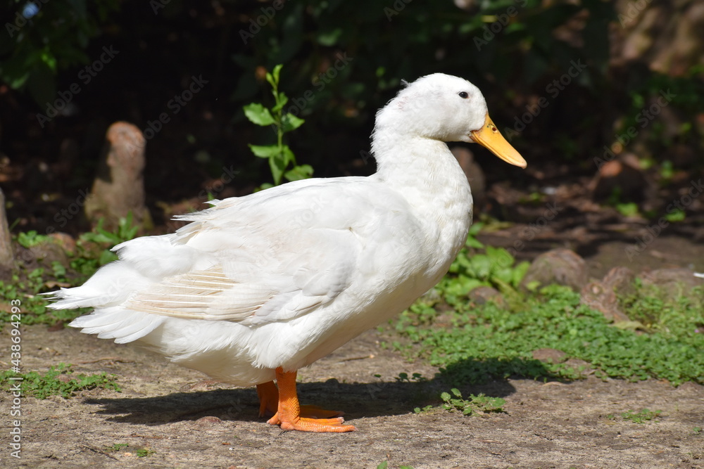 White duck near a lakeside, Houston Texas | North America