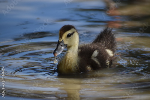 Duckling swims in confidence 