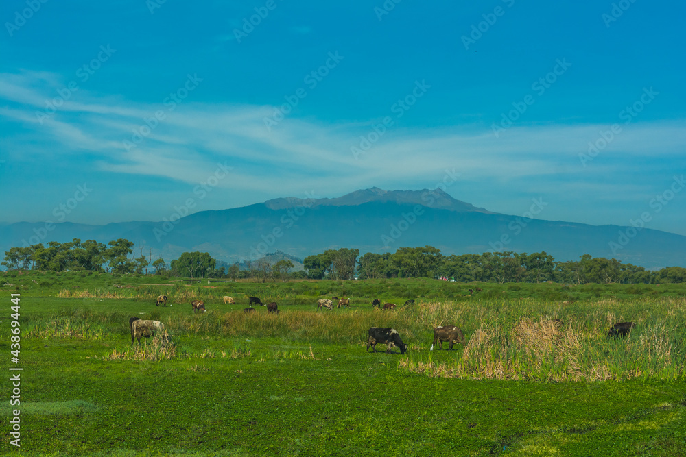 Country landscape, traditional Mexican, you can see cows, the pasture and in the background the Nevado de Toluca volcano Country landscape, traditional Mexican, you can see cows, the pasture and in the background the Nevado de Toluca volcano