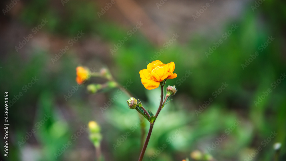Orange flower in Oregon Orange flower in Oregon