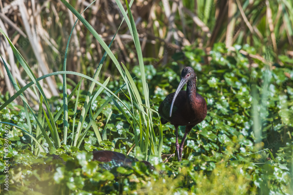 Obraz premium Wild black ibiz, walking among the reeds fishing for crustaceans