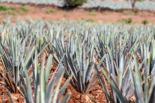 Fototapeta blue agave field