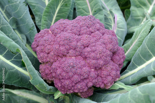 close-up of ripe violet cauliflower in the vegetable garden
