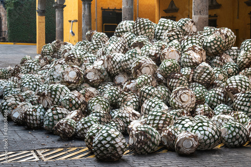 Fototapeta blue agave pine