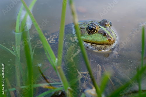 Lake frog (Pelophylax lessonae), marsh frog (Pelophylax ridibundus), edible frog (Pelophylax esculentus) in the pond. The green frog is hiding in the water.