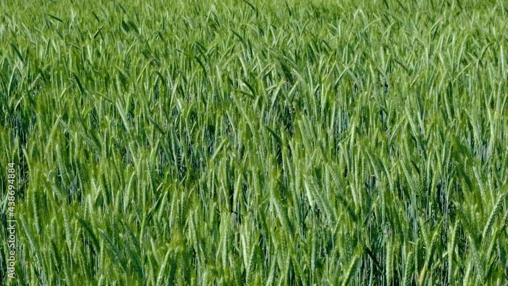 green wheat field in summer time