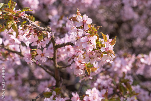 pink cherry sakura blossom in spring © Mary