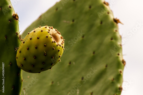 Fototapeta prickly cactus fruit