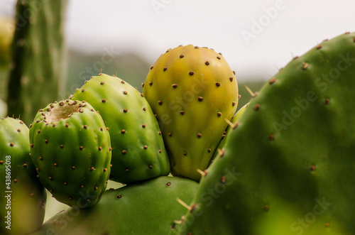 Obraz na płótnie prickly cactus fruit