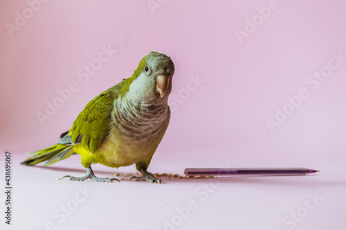A green parrot kalita stands next to a grain and a pen on a pink background and looks attentively at the camera. photo