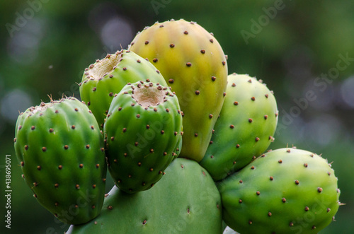 Fototapeta prickly cactus fruit