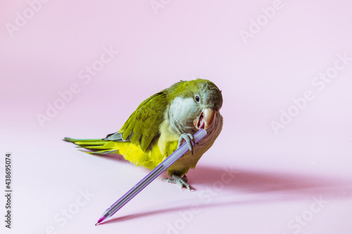 Playful parrot monk plays with a pen on a pink background.