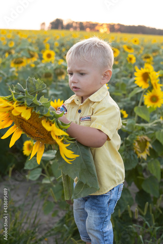 sunflower in the field. a little boy in a field of sunflowers