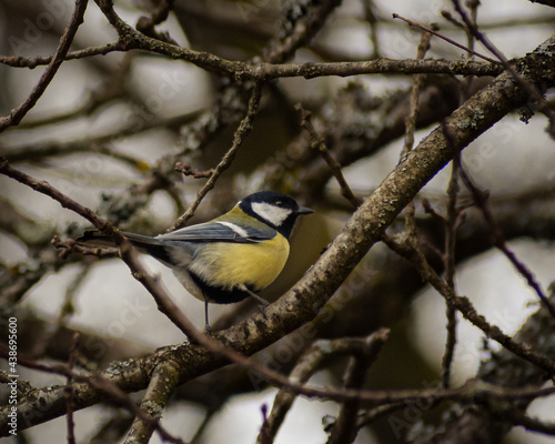 Blaumeise im Wald