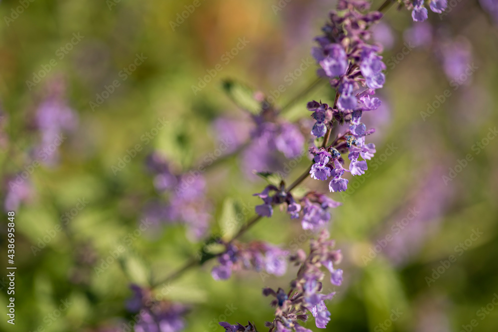 Catmint, nepeta faassenii, purple flowering garden plant Catmint, nepeta faassenii, purple flowering garden plant