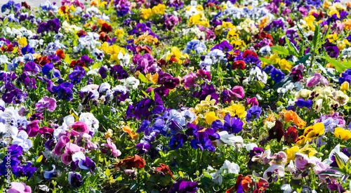 Colorful garden Viola flowers, decorative flora, rich colors and shapes. Impressive color palette, colorful background