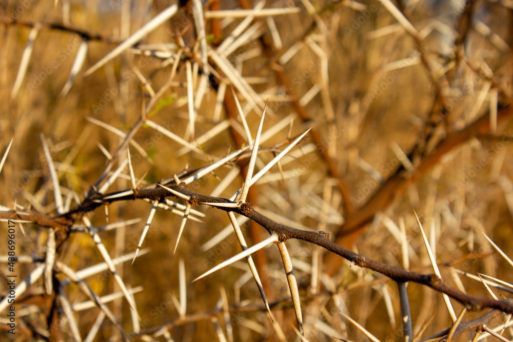 Thorn bush with one branch in focus Thorn bush with one branch in focus