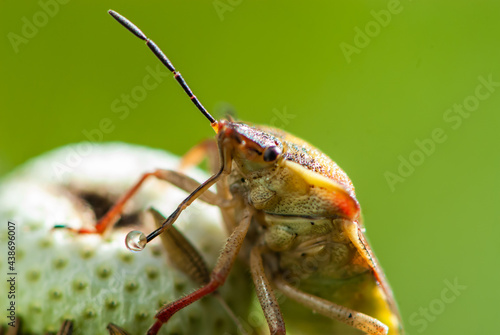 Fotografia Close-up colourful funny shield bug or stink bug on dandelion with a drop on pro