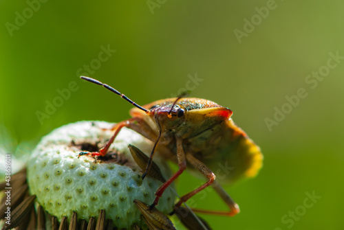 Close-up colourful funny shield bug or stink bug on dandelion with a drop on proboscis