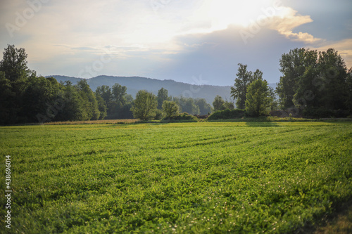 Summer meadow landscape. Green grass, sunshine