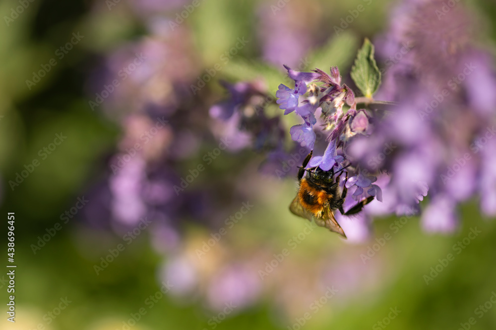 A bumble bee drinking nector from a Catmint, nepeta faassenii, purple flowering garden plant