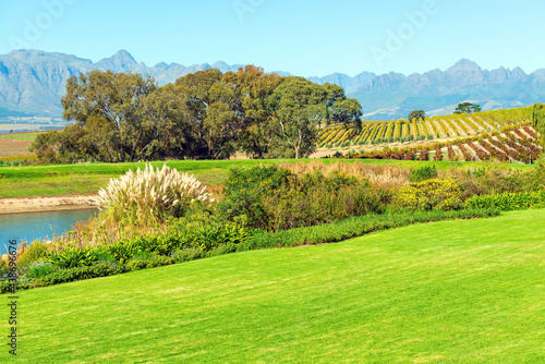 Vineyard landscape in the region of Stellenbosch and Paarl near Cape Town, South Africa.