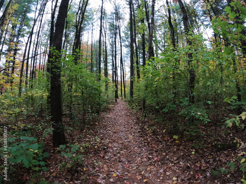 Fototapeta premium path in the forest