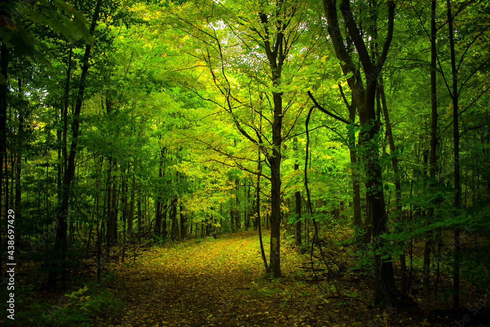 Fototapeta premium morning in the forest