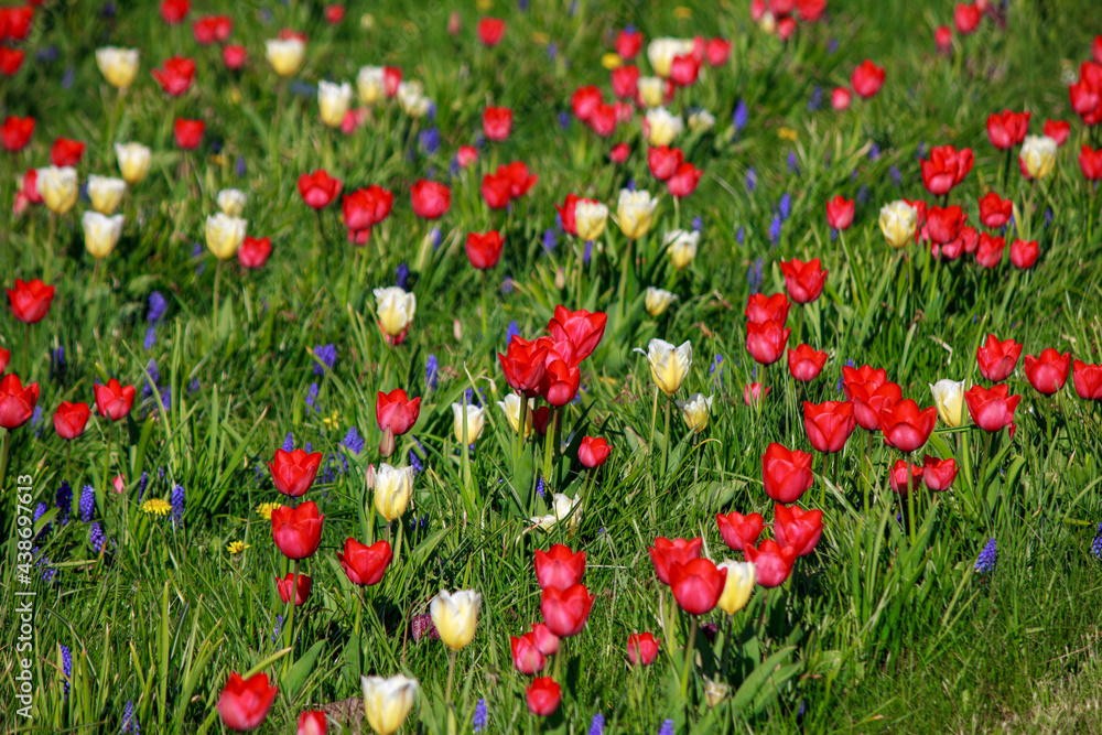 Colorful tulips blooming in flower beds