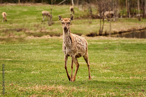 Fototapeta Naklejka Na Ścianę i Meble -  Deer on the lawn