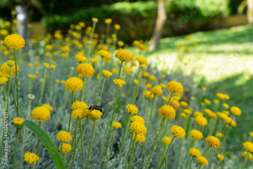 Fototapeta Naklejka Na Ścianę i Meble -  Campo de flores amarillas con fondo verde desenfocado