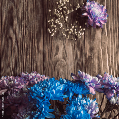 Violet, blue and pink chrysanthemum. A bouquet of chrysanthemums on wooden background with copy space. Chrysanthemum Flower Close up. photo