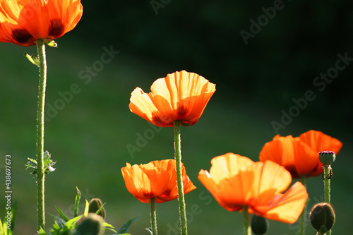 poppies in the field