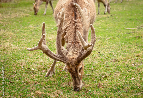 Deer on the pasture © Sergej Razvodovskij