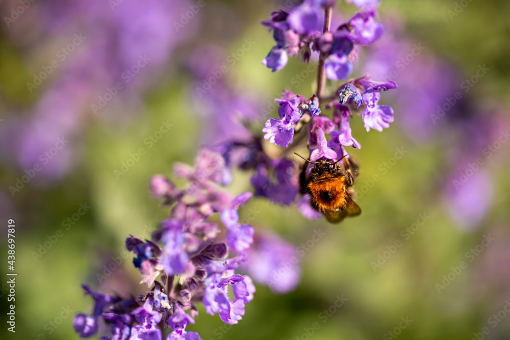 A bumble bee drinking nector from a Catmint, nepeta faassenii, purple flowering garden plant A bumble bee drinking nector from a Catmint, nepeta faassenii, purple flowering garden plant