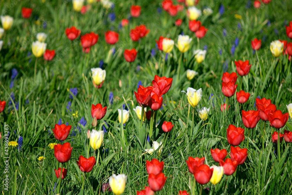 Fototapeta premium Kolorowe tulipany na rabatach