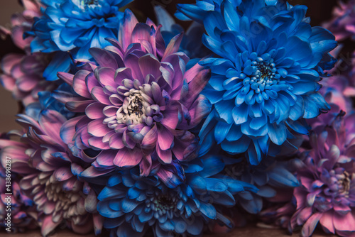 Violet, blue and pink chrysanthemum. A bouquet of chrysanthemums. Chrysanthemum Flower Close up. photo