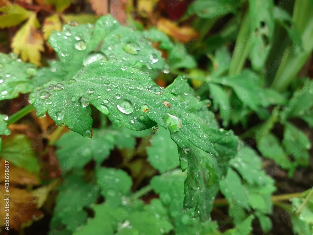 rain drops on a leaf rain drops on a leaf