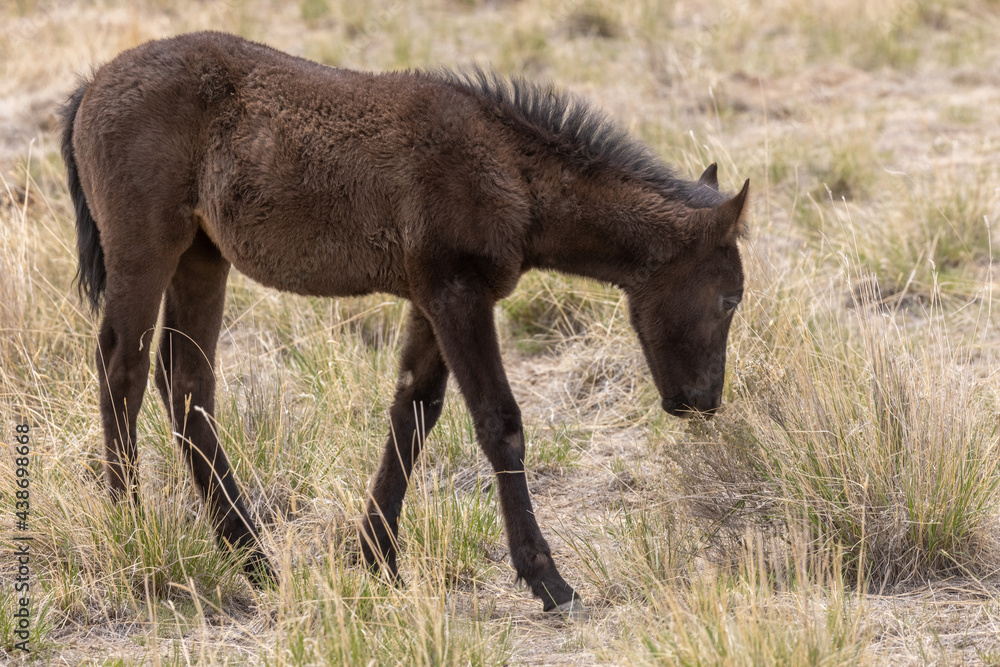Cute Wild Horse Foal in the Utah Desert