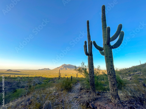 Saguaro cactus at sunset in desert landscape southwest 