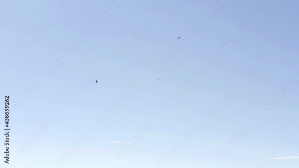 A flock of American black vultures, Coragyps atratus, flying in circles with a bright sky in the background