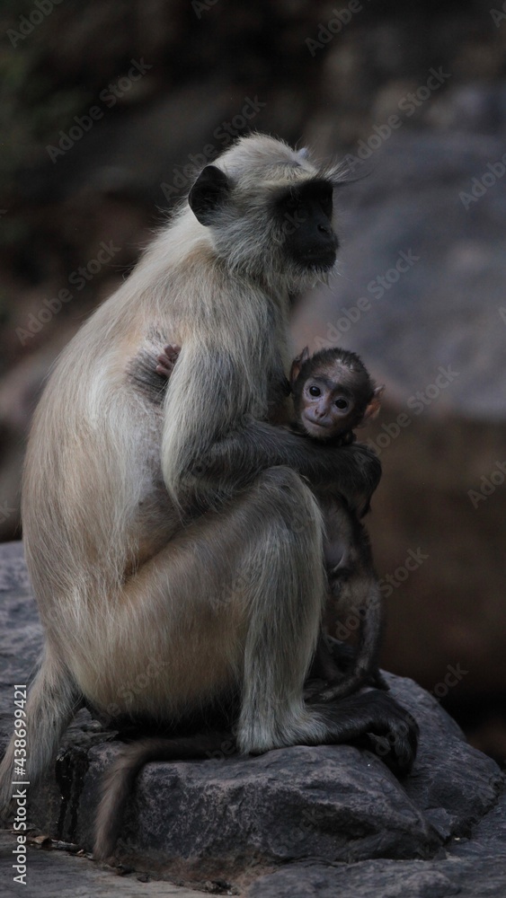 Mere et enfant au parque de Ranthambore, en Inde 