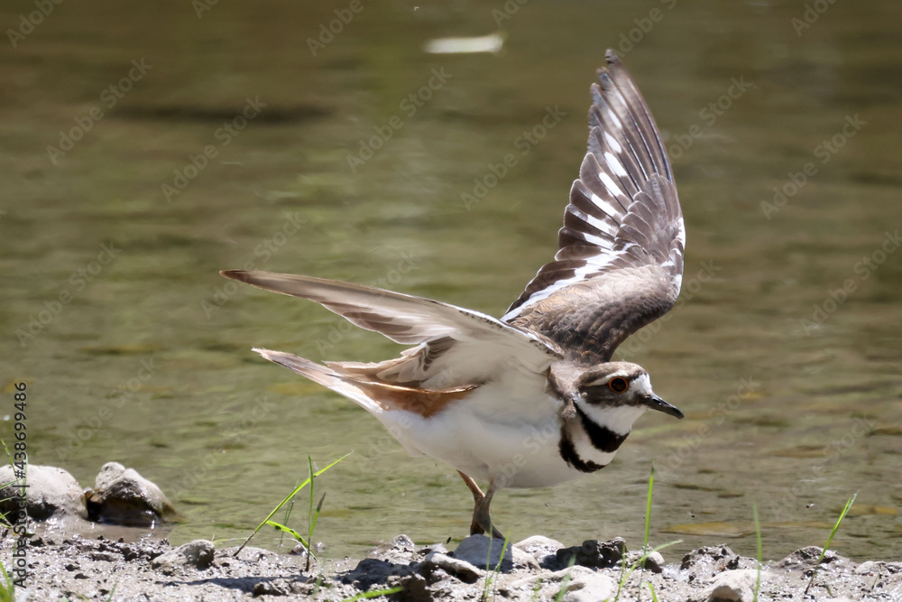 Fototapeta premium Killdeer on riverbank of creek on beautiful sunny summer day