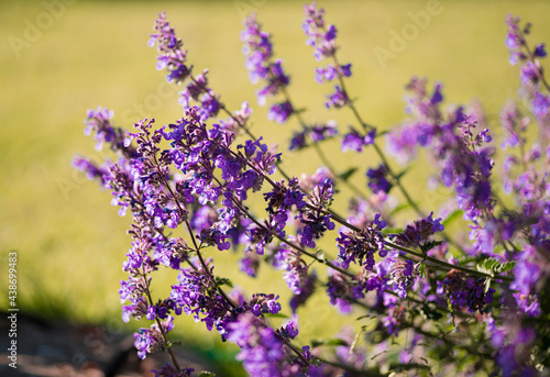 Catmint  nepeta faassenii  purple flowering garden plant